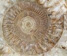 Massive, Wide Jurassic Ammonite Fossil - Madagascar #51855-2